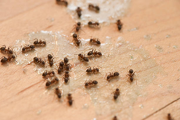 Best Best Pest Control Companies  in Jasper, TN