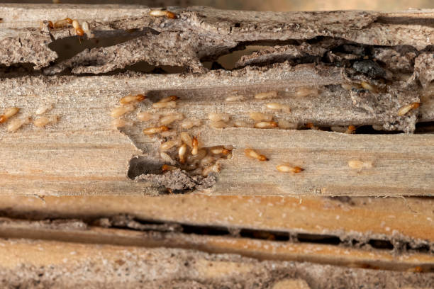 Best Insect Control  in Jasper, TN